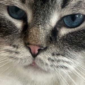 Meet your Posher, Qing